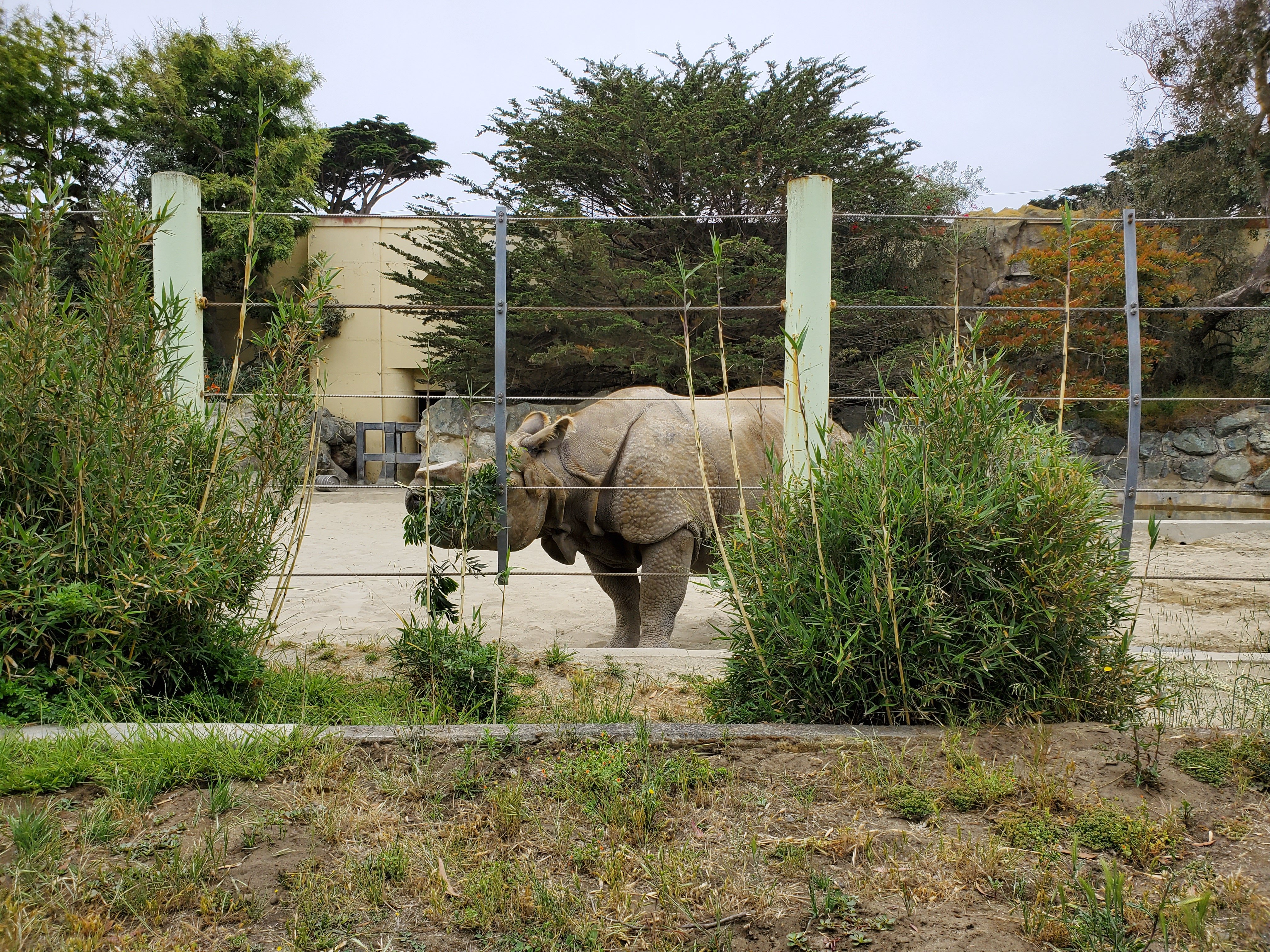 Black Rhinoceros at San Francisco Zoo
