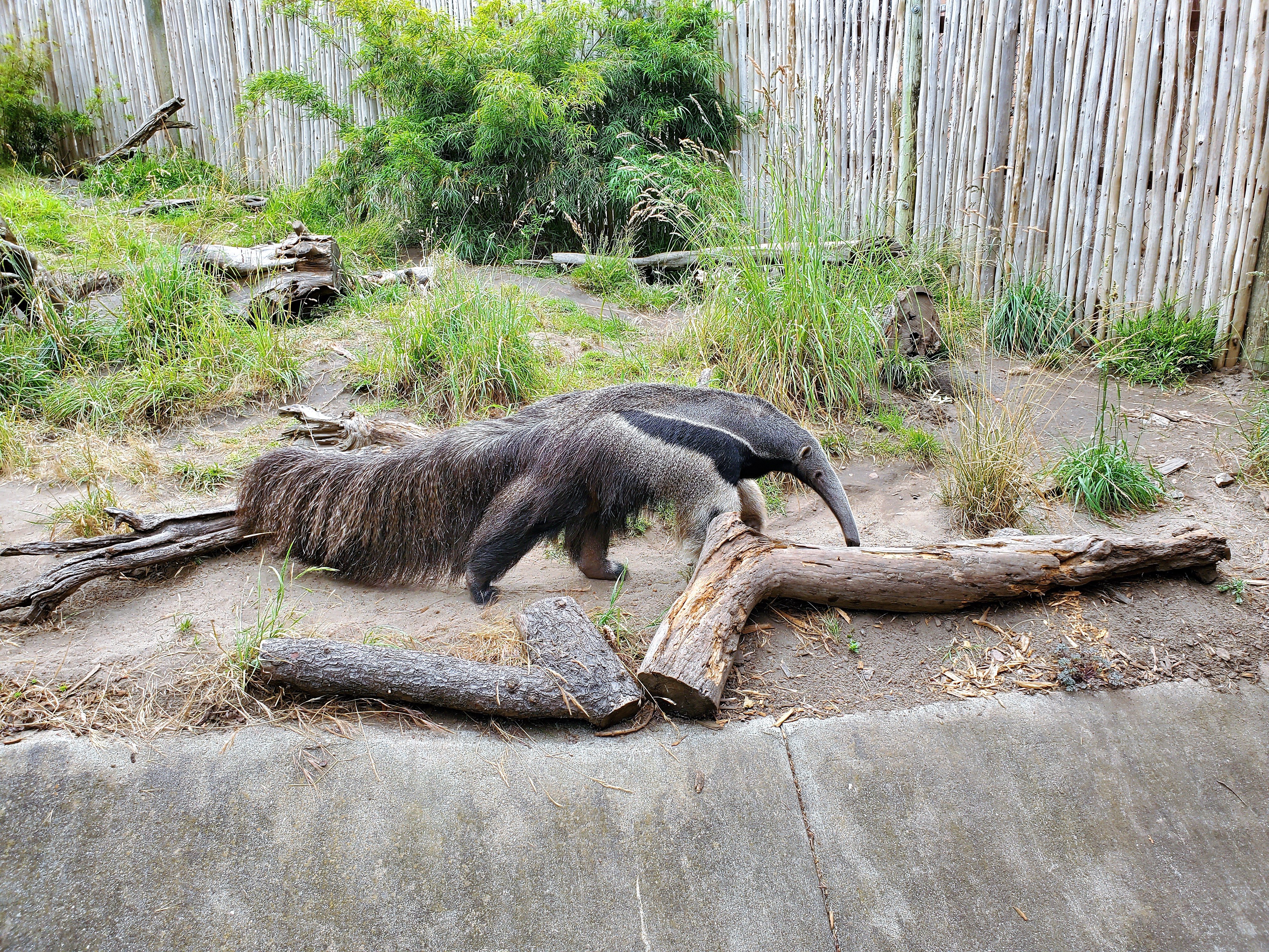 Anteater at San Francisco Zoo
