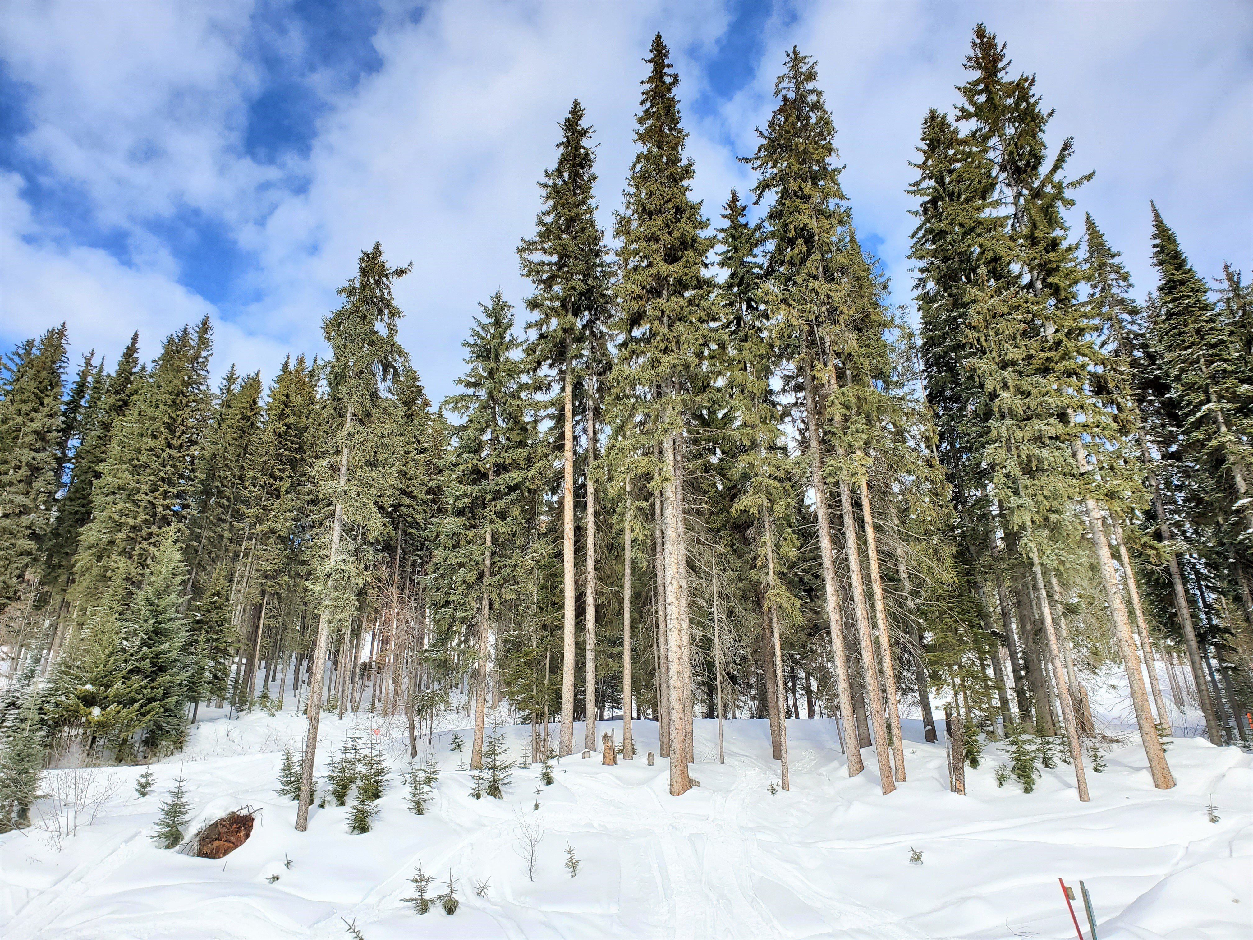 Snowmobile Tour at Sun Peaks Resort