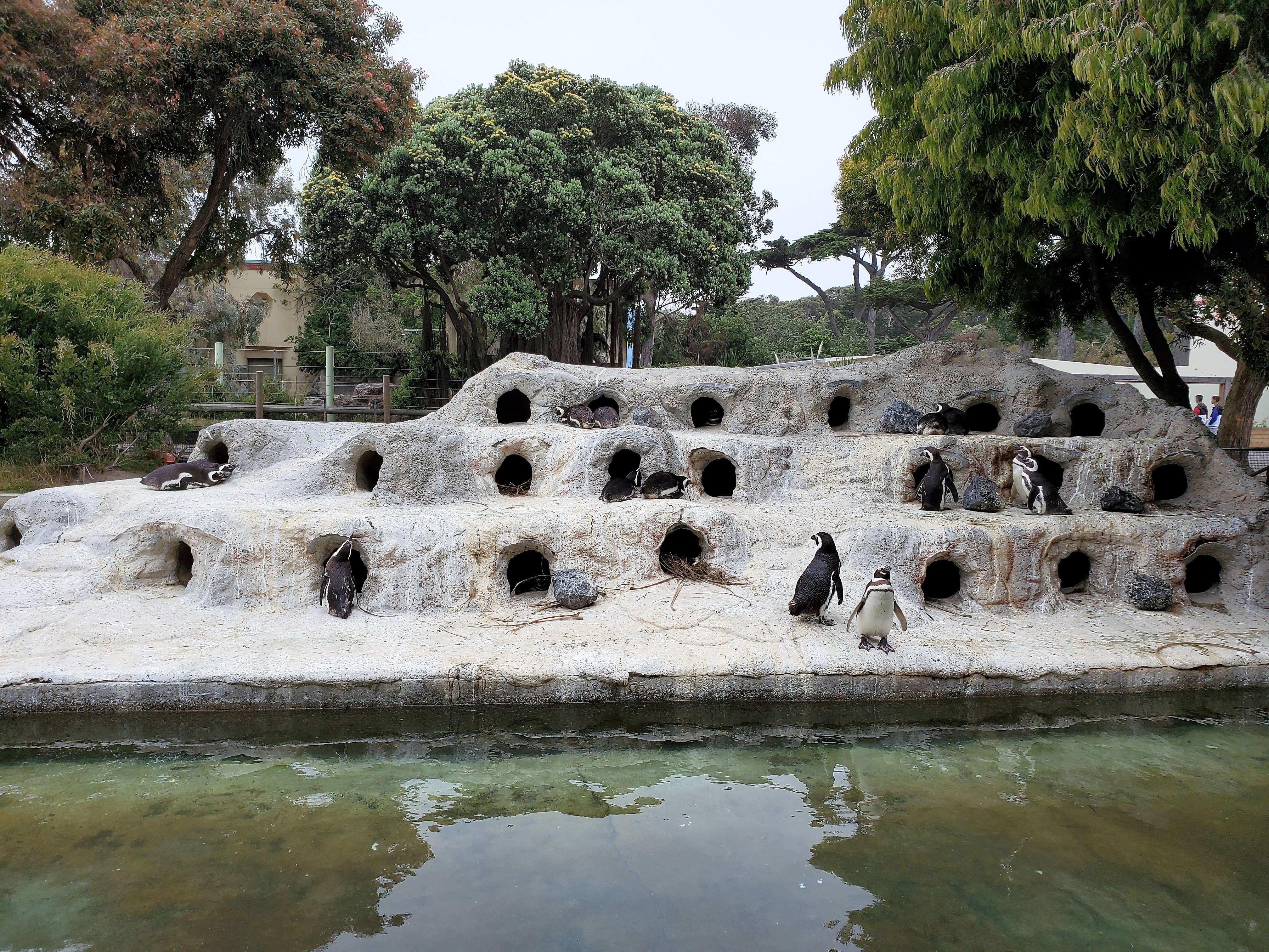Penguins at San Francisco Zoo